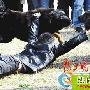 藏獒打起架了可不好劝