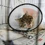 怀孕母猫被虐伤势过重实施安乐死