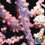 豆丁海马重现台湾海域