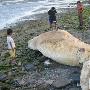 海南文昌海域发现死亡巨鲸
