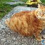 重达32斤的现实加菲猫