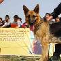 德国牧羊犬前来献艺