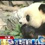 台湾动物园争迎大熊猫