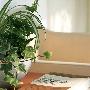 新房装修小妙招教你如何巧用植物祛除异味(图)