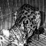 险成盘中餐珍贵豹猫被游客救下