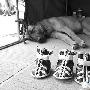 给辛苦的搜救犬配“犬鞋”
