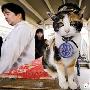 瞧这神气的猫站长