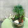 家居花木不能随便栽(图)