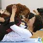 狗狗一起练瑜伽在日本流行