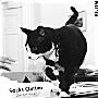 俄罗斯第一宠物梅氏猫