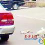生死相伴的猫咪