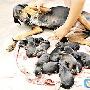 18小时内产下15只小狗的巴西狼犬