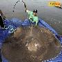 世界上最大的淡水鱼黄貂鱼
