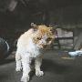 忠心老猫守旧宅苦等搬迁主人归来