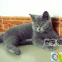 我养的英国短毛猫