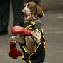 秘鲁的超级拳击警犬