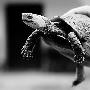 食蛇龟“假冒”绊脚鹅卵石