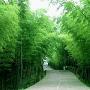 中国大竹海景区介绍