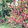泰安桃花源景区介绍