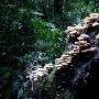 西双版纳热带雨林国家公园望天树景区景区介绍