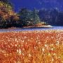 芦苇海景区介绍