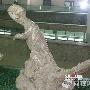 天宇自然博物馆景区介绍