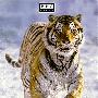 《BBC-哺乳类全传》(BBC-The Life of Mammals)[DVDRip]
