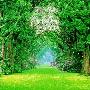 Kevin Kern -《in the Enchanted Garden》(绿色花园)[MP3!]