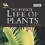 《BBC 植物私生活》(BBC The Private Life of Plants)[RMVB]