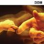 《BBC 人类本能》(BBC Human Instinct)[DVDRip]