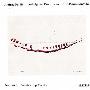 Andras Schiff -《希夫演奏贝多芬钢琴奏鸣曲全集》(Andras Schiff Ludwig van Beethoven The Piano Sonatas)[更新至第4卷][APE]