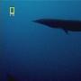《国家地理.演化足迹：陆上行鲸》(National Geographic Evolutions The Walking Whale )TLF-MiniSD[HDTV]