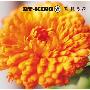 ET-KING -《君想う花》单曲[MP3]