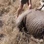 《国家地理：掠食动物求生记》(National Geographic Predators In Peril)粤语 中文字幕[TVRip]