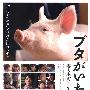 《小猪教室》全一回/08日影/猪猪字幕组/日语中字[RMVB]