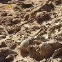 《历史频道：拿破仑和遗失的军团》(History Channel - Napoleon and The Lost Army )[TVRip]