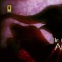 《国家地理 子宫日记 动物篇》(National Geographic In the Womb Animals)720P[HDTV]