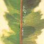 叶树茵 -《非常属于我》320kbps[MP3]