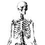 《人体解剖高尺寸图片》(Human Anatomy)[压缩包]