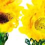 Dew -《花図鑑》Mini专辑(初回盘)[MP3]