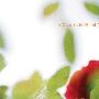 소규모 아카시아 밴드(Sogyumo Acacia Band) -《七箱》专辑[MP3]