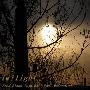 Fred Simon -《Twilight》[MP3]