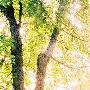 Like Honey -(Leaves)专辑[MP3]