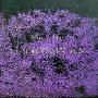 Mazzy Star -(So Tonight That I Might See)[APE]