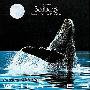 Dan Gibson -《与鲸同行》(Journey With The Whales)[MP3]