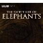 《BBC-大象的别样世界》(BBC-The Secret Life of Elephants)[完][DVDRip]
