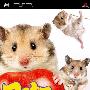 《宠物：我的仓鼠宝宝》(Petz My Baby Hamster)欧版[光盘镜像][PSP]