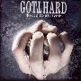 Gotthard -《Need to Believe》[MP3]