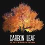 Carbon Leaf -《Nothing Rhymes With Woman》[MP3]