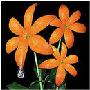 オレンジレンジ Orange Range -《花》[MP3!]